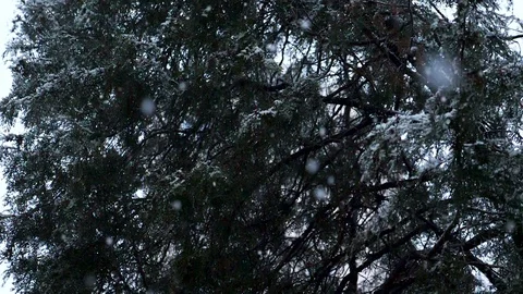 Snowing in front of a fir Stock Footage 85023343