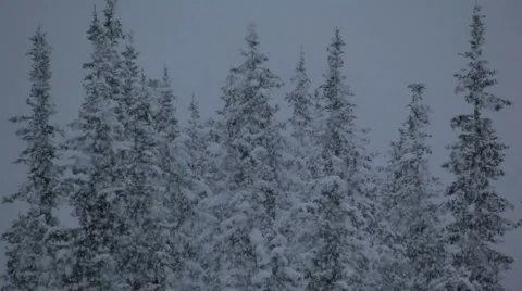Snowing in front of forest Stock Footage 1084992