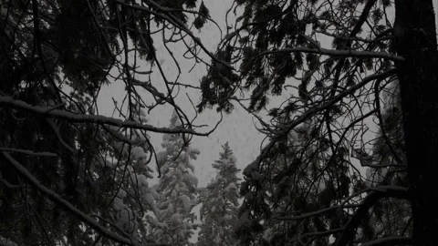 Snowing Gray Sunset Forest on a Cold Winter Stormy Night 12 31 22 Stock Footage 229426554