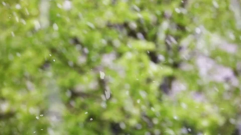 Snowing in green forest Stock Footage 75080097