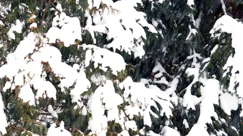 Snowing hard Stock Footage 101895302