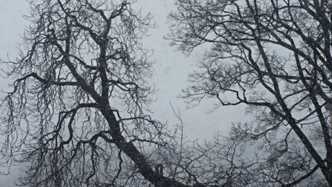 Snowing heavily with trees in the background Stock Footage 268695322
