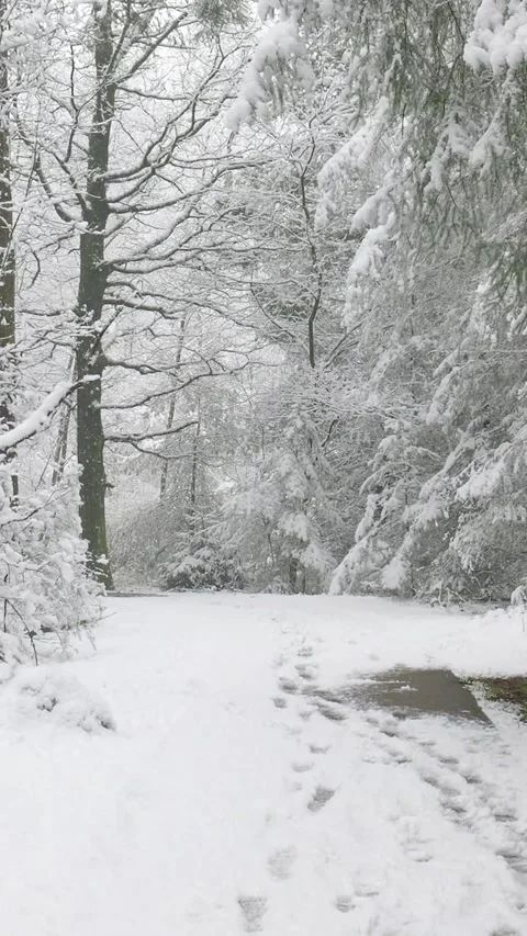 Snowing heavily in a winter forest path Stock Footage 327114703