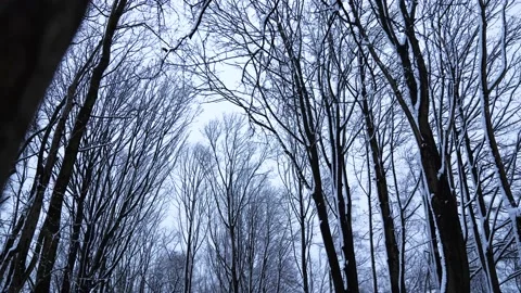 Snowing in the Jungle: Experience the Magical 4K Scenery. Stock Footage 235378571