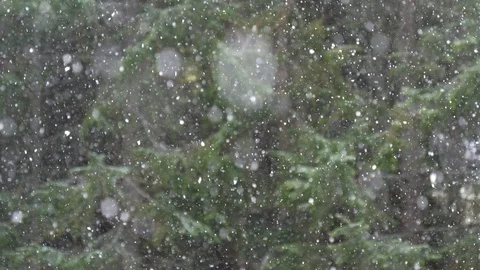 Snowing lightly in spruce forest Stock Footage 107477190