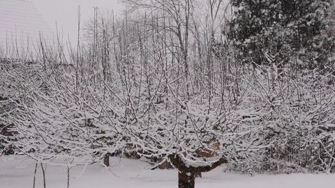 Snowing on a Lonely Tree, in The Midst of Woods, Slow Motion Stock Footage 85221403