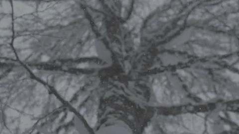 Snowing Looking Up at Tree Stock Footage 165624480