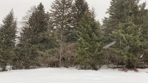 Snowing a lot over pine trees winter season Stock Footage 145794339