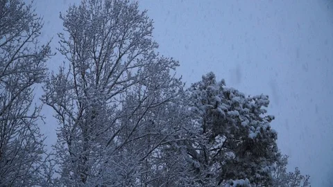 Snowing, Medium Shot of Tree Tops, HD Stock Footage 111092664