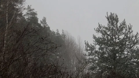 Snowing in the nature, forest in the background Stock Footage