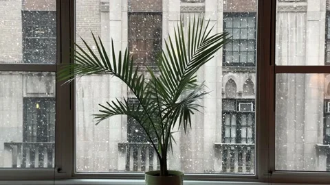 Snowing outside from interior inside view with plant on window sill in city Video stock 148127022