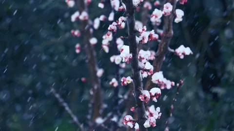 Snowing over the flowers of a fruit tree Video stock 86090724