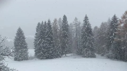 Snowing over pine trees and park in Trentino Stock Footage 145344423