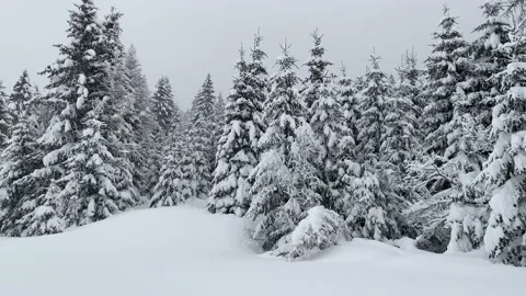 Snowing over pine trees in mountain of Trentino country, Italy Stock Footage 146430066