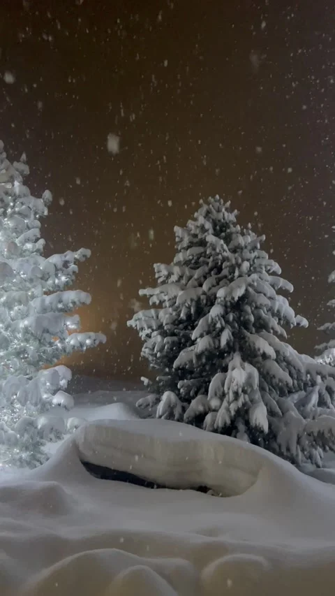 Snowing over pine trees by night Stock Footage 337227768