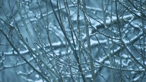 Snowing over tree branches, cold weather close to the holidays Video stock 99965113