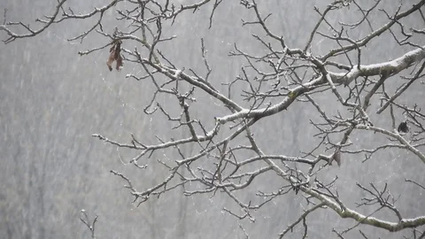 Snowing over tree branches, cold weather close to the holidays Video stock 99965126
