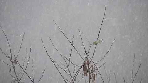 Snowing over tree branches, cold weather close to the holidays Stock Footage 99965131