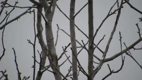 Snowing over tree branches, cold weather close to the holidays Video stock 99965167