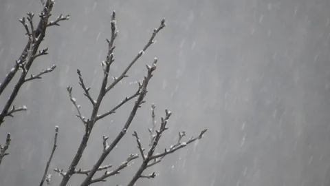 Snowing over tree branches, cold weather close to the holidays Video stock 99965178