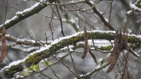 Snowing over tree branches, cold weather close to the holidays Video stock 99965222