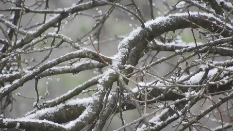 Snowing over tree branches, cold weather close to the holidays Video stock 99965234