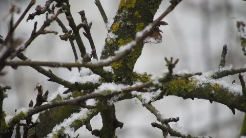 Snowing over tree branches, cold weather close to the holidays 스톡 동영상 99965236
