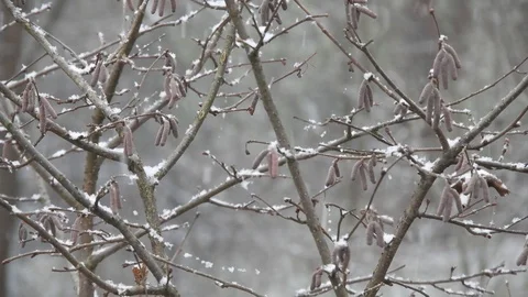 Snowing over tree branches, cold weather close to the holidays Stock Footage 99965266