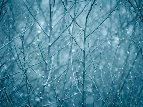Snowing over tree branches Stock Photos