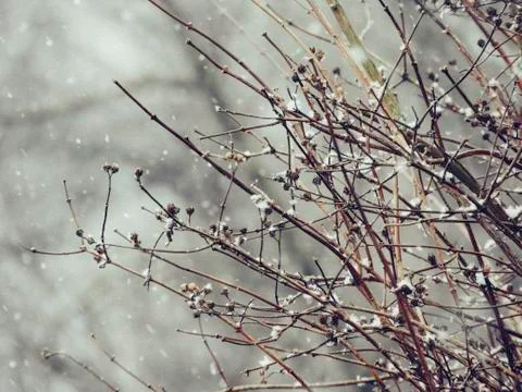 Snowing over tree branches Stock Photos