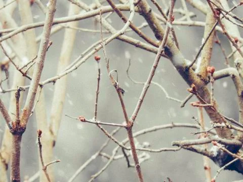 Snowing over tree branches Stock Photos