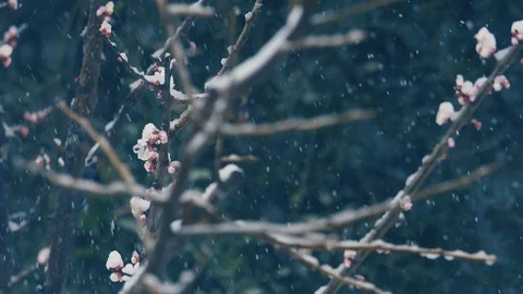 Snowing over a tree with flower  스톡 동영상 86092298
