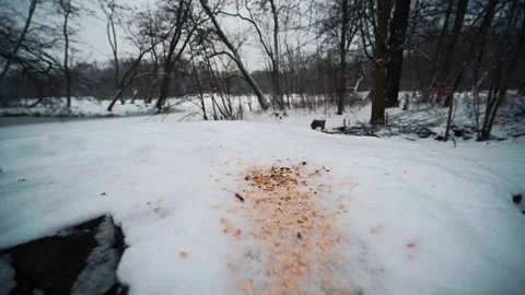 Snowing in the park Stock-Footage 148183958