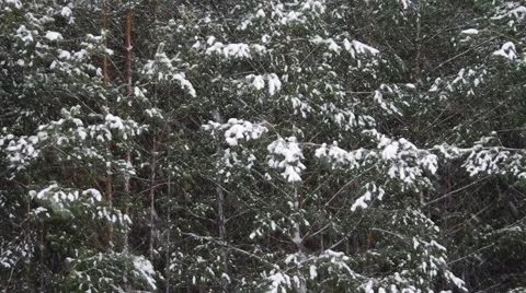 Snowing in pine forest Stock Footage 49097222