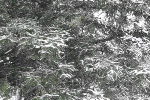 Snowing with Pine Tree Video stock 574184