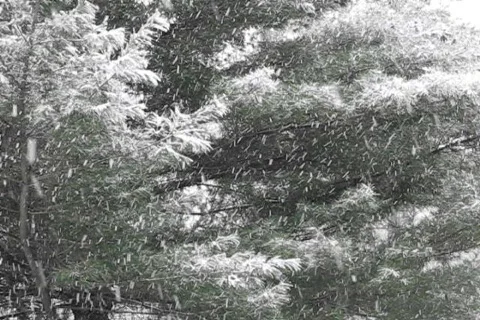 Snowing with Pine Tree Video stock 574195