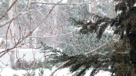 Snowing on pine tree Stock Footage 21986267