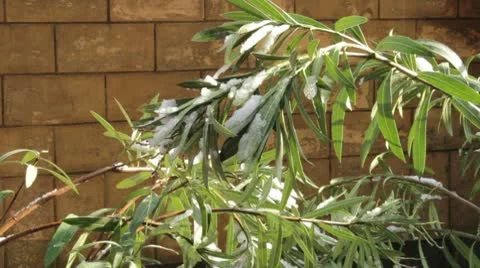 Snowing on a plant Stock-Footage 10770275