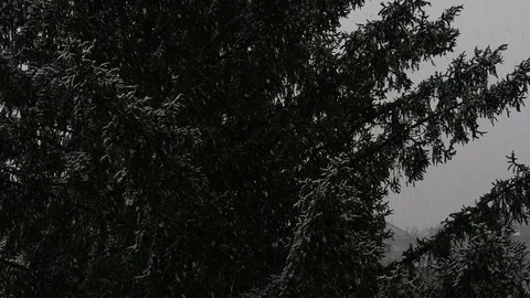 Snowing. Slow motion 96 fps. Stock Footage 71156102