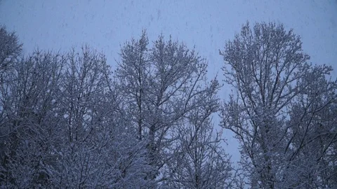 Snowing in Slow Motion, Low Angle, Trees in the Background, Gloomy Sky Stock Footage 110821479