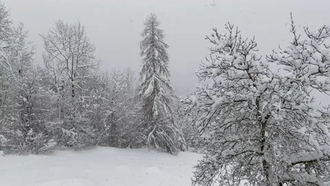 Snowing slowly over trees in the park Stock Footage 146443277