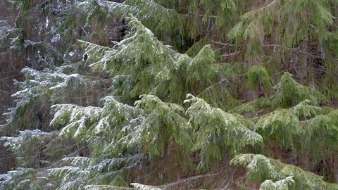 Snowing slowly in spruce forest Stock Footage 107479672
