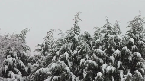 Snowing with snow on evergreen trees Video stock 146702075