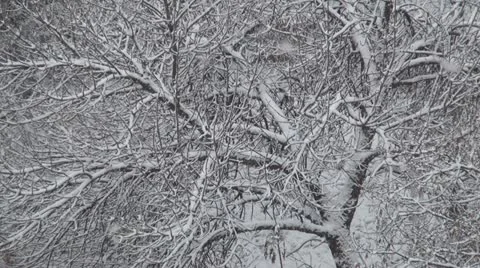 Snowing, Snow Fall on Tree Foliage, Christmas Scene, Winter View in Forest, Wood Stock Footage