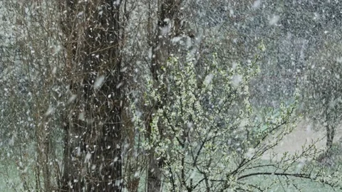 Snowing in spring time Video stock 151783861