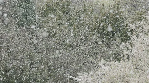 Snowing in spring time Video stock 151786956