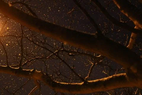 Snowing through Branches Stock-Fotos