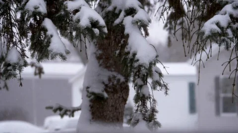 Snowing at a Trailer park, Snow falling on a pine tree Stock Footage 125411972