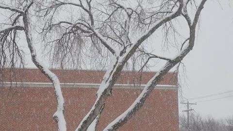 Snowing by tree and brick building in winter Stock Footage 295917103