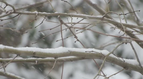 Snowing on a tree branch Video stock 56611167